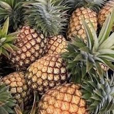 Pineapple starts - Florida special, White jade, Sugar loaf