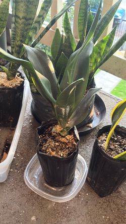 Dracaena
