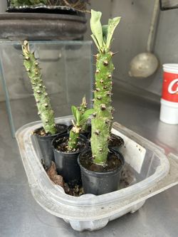 Rare Euphorbia Nivulia 