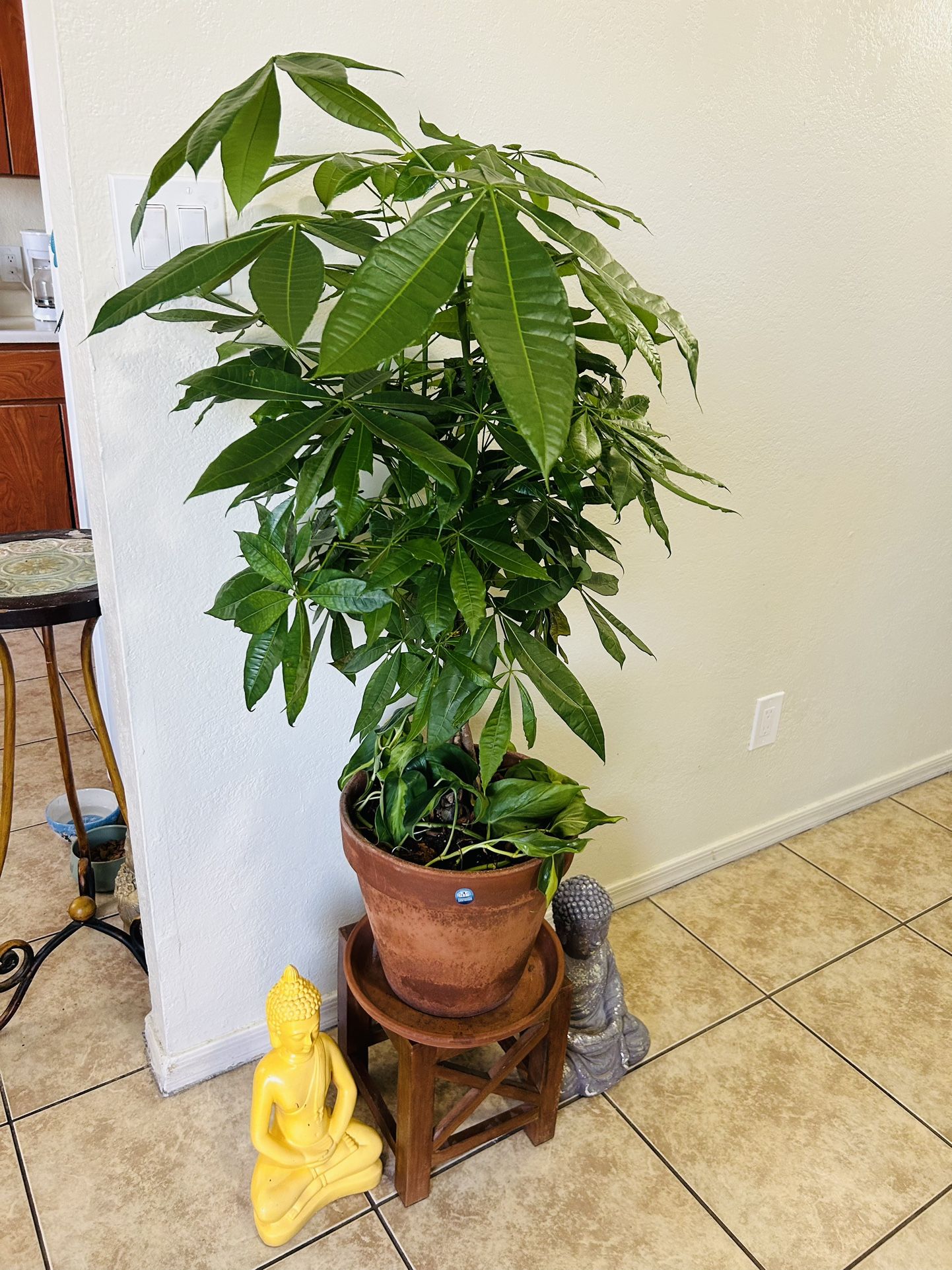 Money Tree 4 Ft Tall