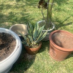 Plants  And Pots