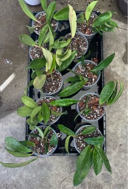 Hoya Pubicalyx splash