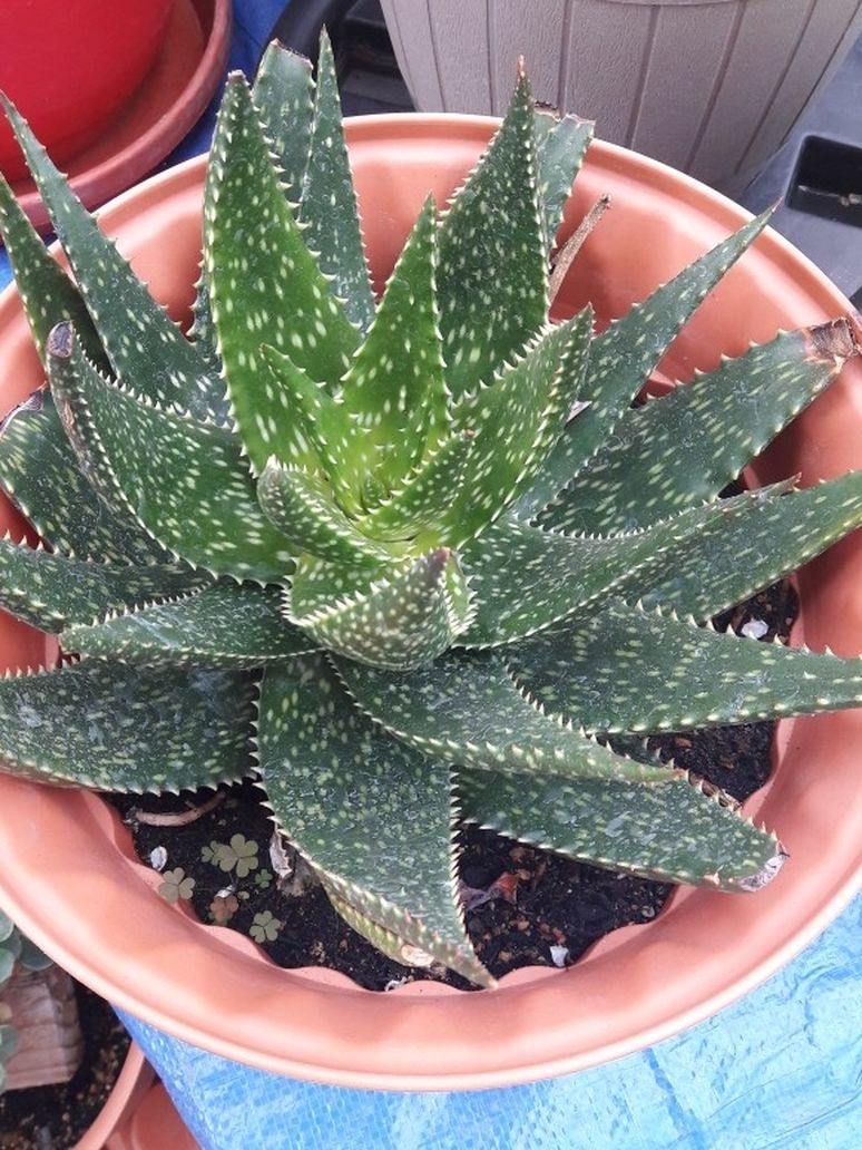 Fresh Aloe Plant