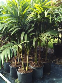 OPEN TODAY! CHRISTMAS PALM IN 7 GALLONS OVER 5' FEET TALL WITH MULTIPLE TRUNK FOR ONLY $30 ONLY A FEW LEFT!