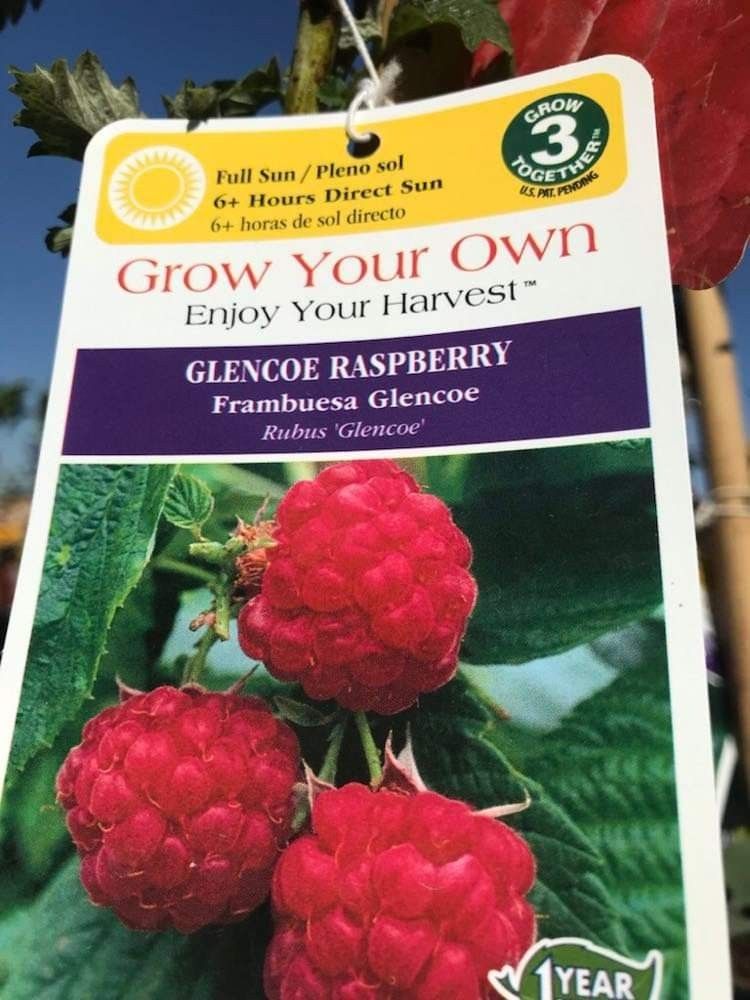 Latham Red Raspberry Seedling Plant 1ft Ready To Plant