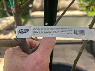 Brown turkey Fig tree
