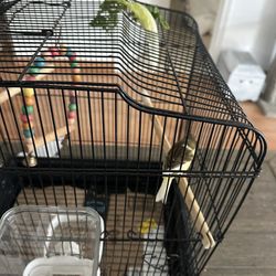 One Year Old Female Canary 