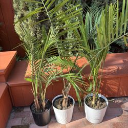 3 Indoor Palm Plants