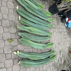 Cutting Cactus 15$ Each