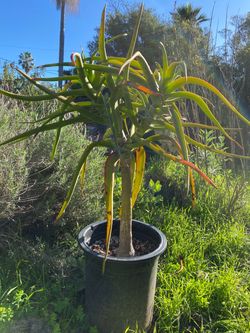 Large Tree Aloe in 15 gallon pot