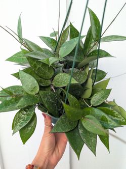 Hoya Parasitica Black Margin Plant 6" Pot - Indoor House Plants