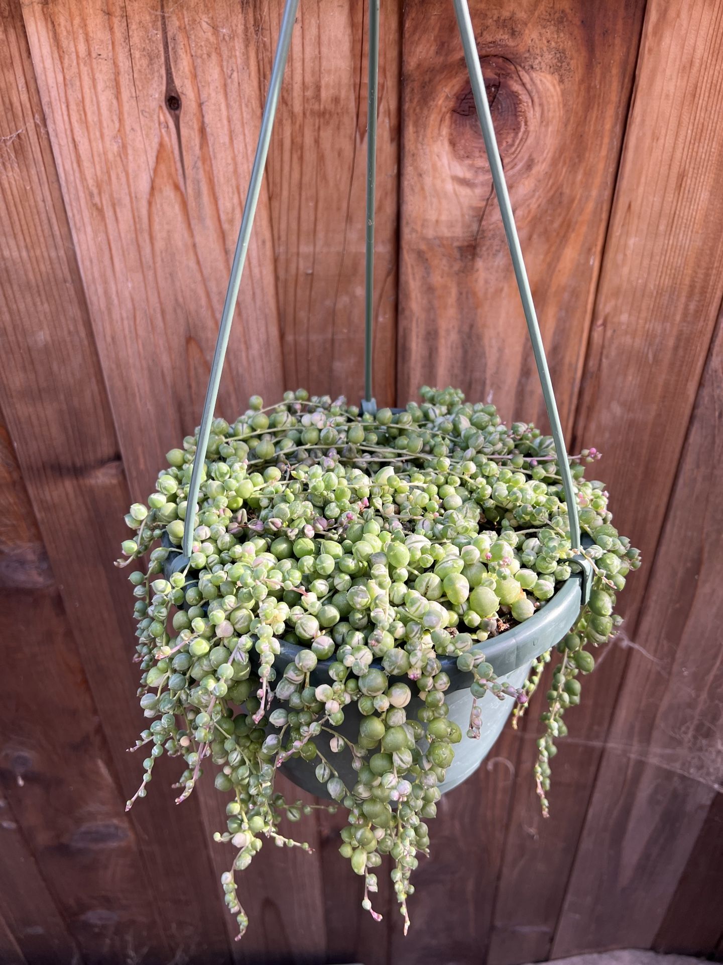 String Of Pearls Variegated