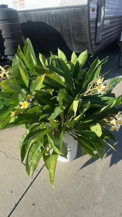 Hawaiian 🌺 flowers