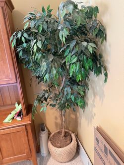 Artificial Ficus Tree 6ft