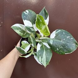 6” Beautiful Philodendron White Wizard