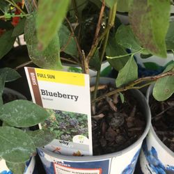 2X Vaccinium Blueberry Fully Grown Starter Plants In 1 Gallon Pot