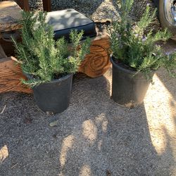 Rosemary  Plants
