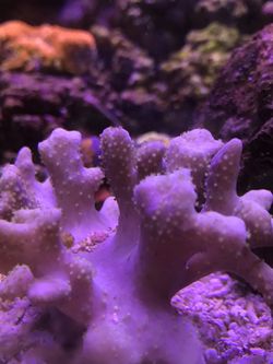 Leather corals