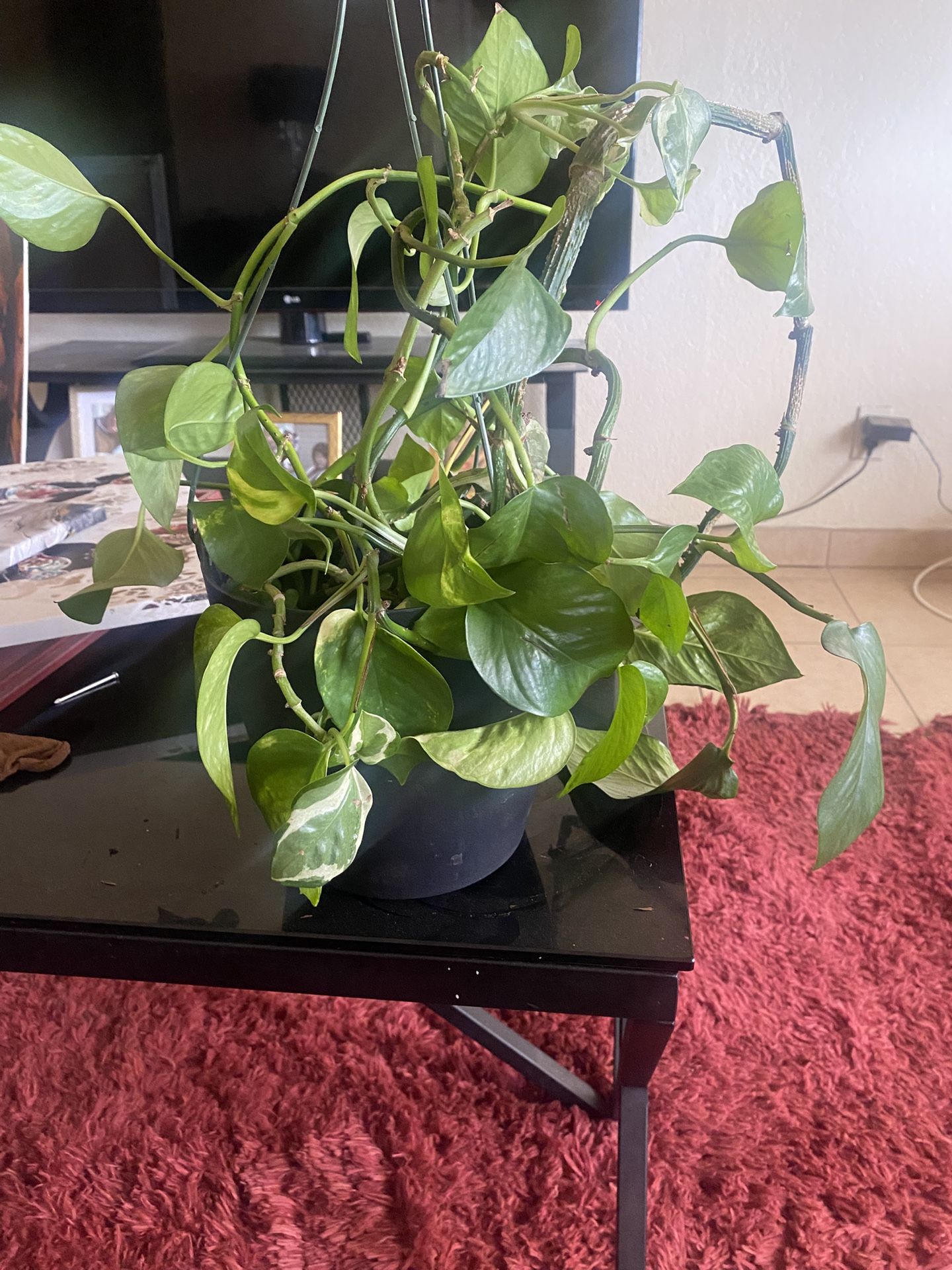 Pants Stand And Plants