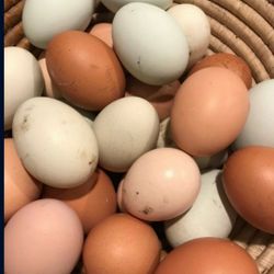 Fresh Eggs