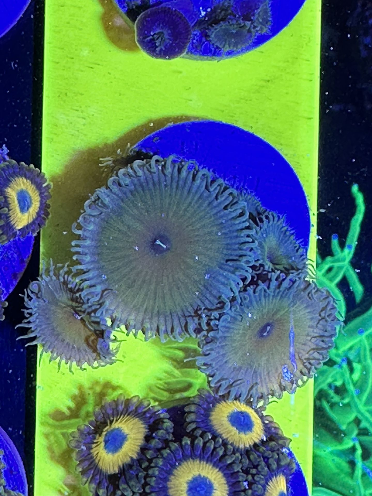 Captain Jerk Palythoa – Large Polyps & Soft Pastel Coloration