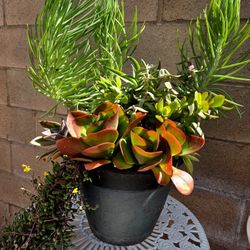 Suculent Plant Mixed 