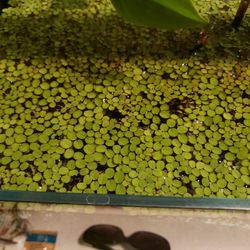 Salvinia Plant 