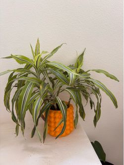 House plant