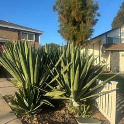 Free Agave Plants