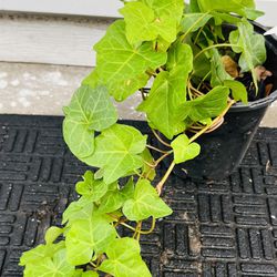 Ivy Plant 