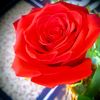Rose Mary