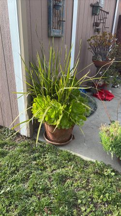 Plant For Sale $75.00