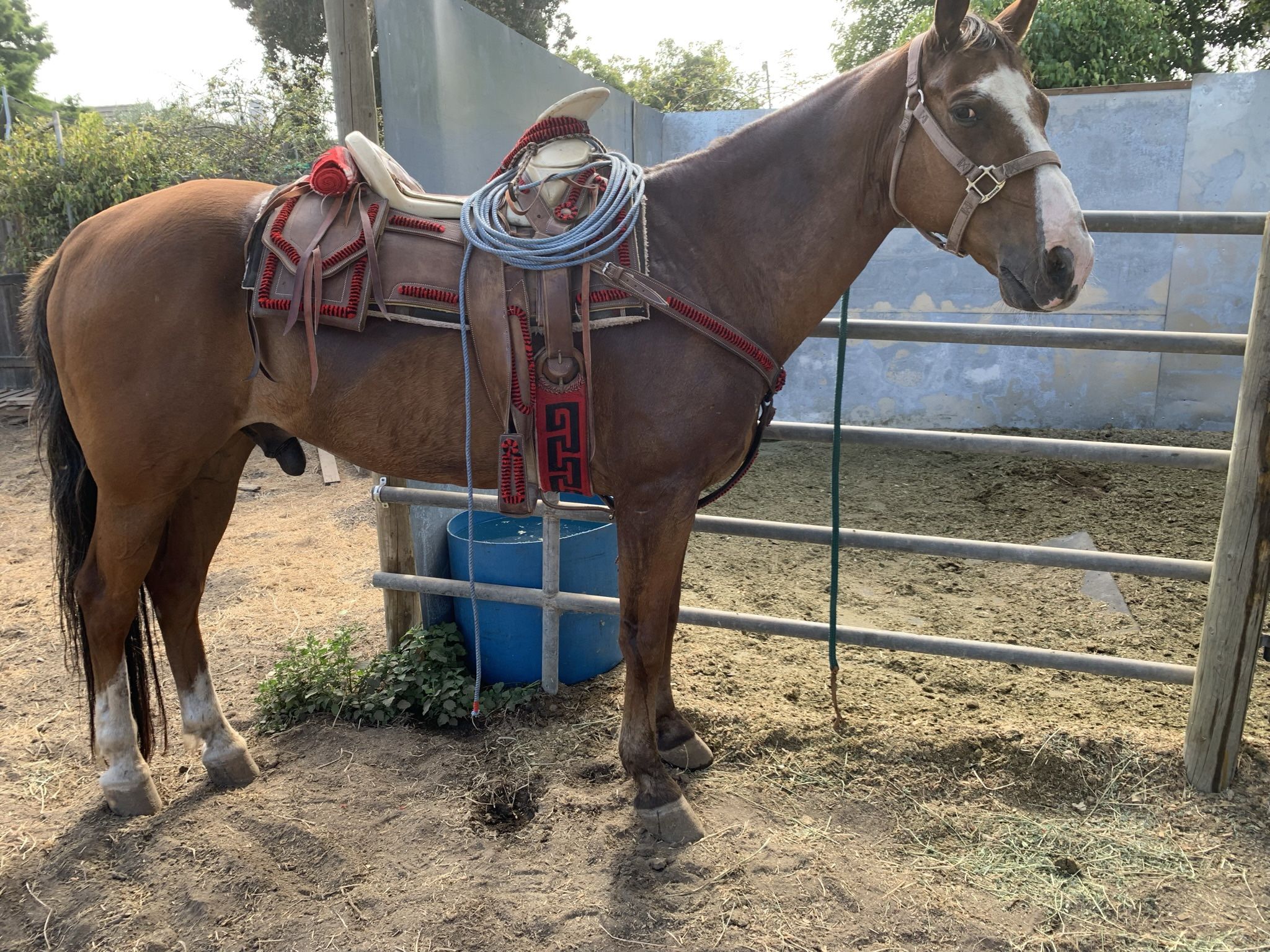 Horse Caballo
