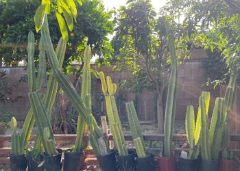 Peruvian Apple Cactus