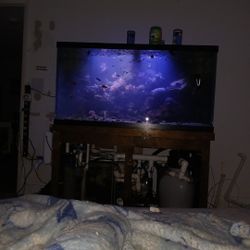 Reef Tank Everything 