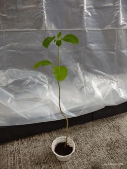 Purple porter weed plant