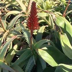 Plants aloe In 5 Gallon Pots 