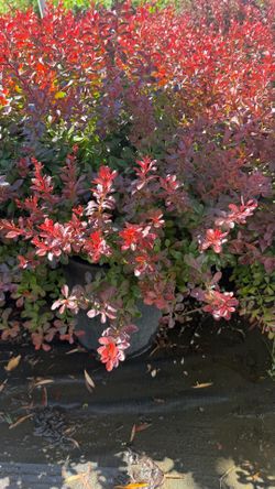 Crimson Pygmy Barberry