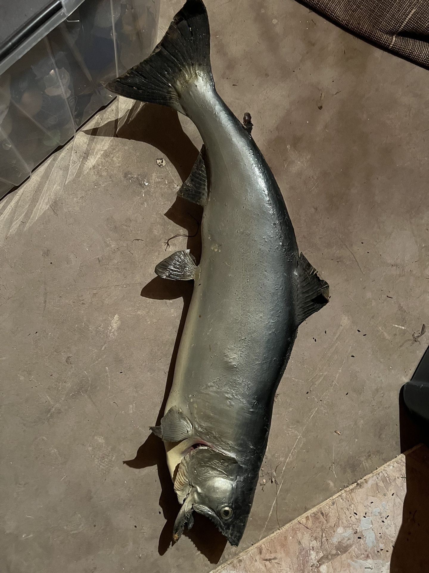 Huge King Salmon Mount