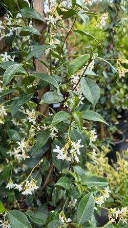 Climbing Star Jasmine