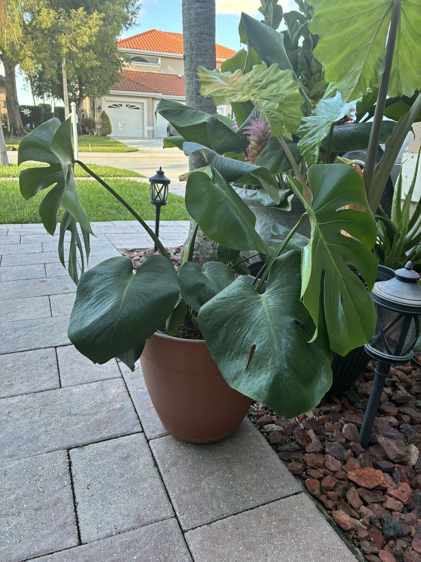 Beautiful Healthy Monstera 