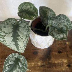 Plant