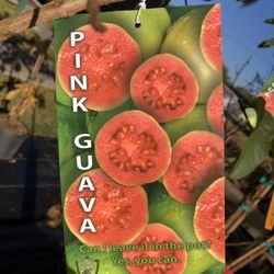 Pink Guava