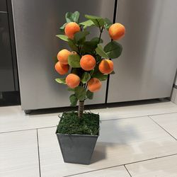 Lemon Or Orange Tree