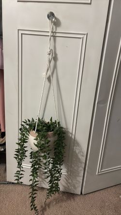 Two hanging  plants