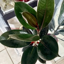 ♥️NATURAL HUMIDIFIER For Your Home♥️BURGUNDY Rubber tree 2 Feet Tall🌿PLS READ DESCRIPTION 