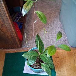 4 avocado trees and 1 piece Lilly