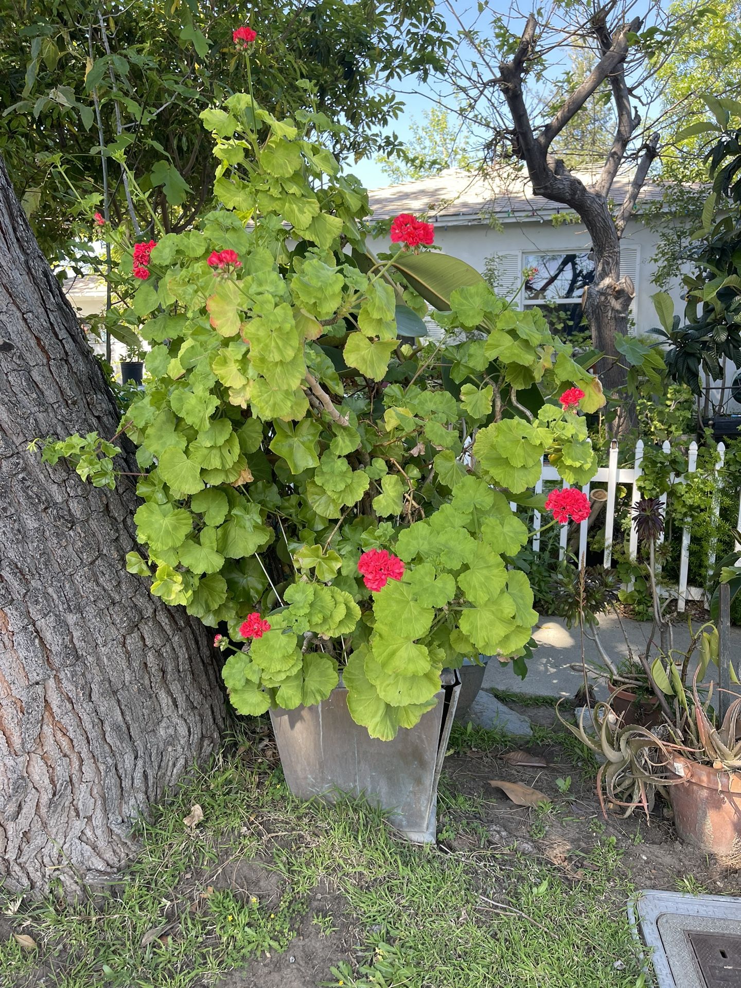 Green Beautiful Plant With Flowers