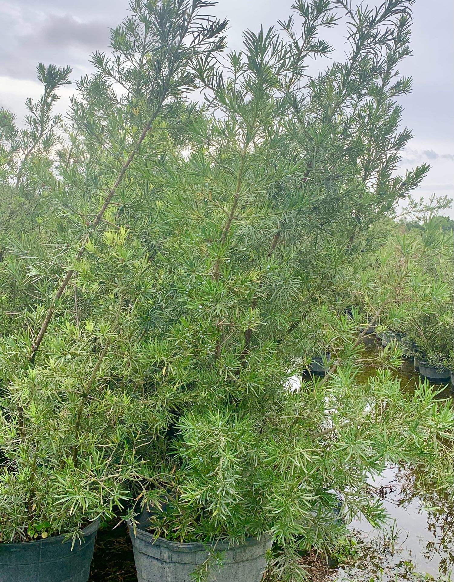 Podocarpus Privacy Plant 15g Full