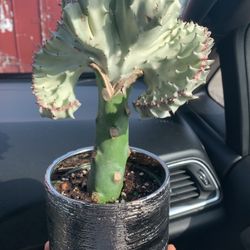 Cactus Is A Euphorbia Neriifolia Vera-gated Cristata